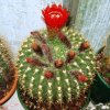 Notocactus_1